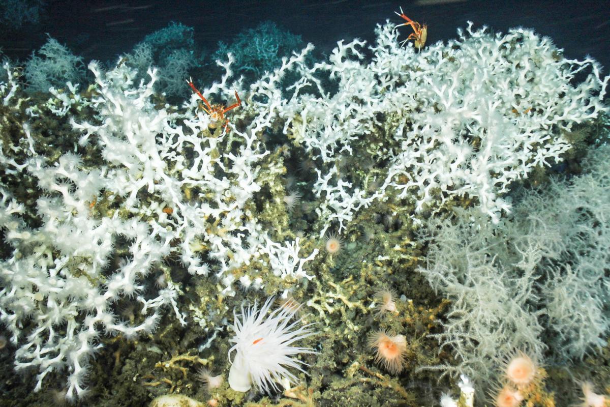 Corals in the deep sea of the Gulf of Mexico.